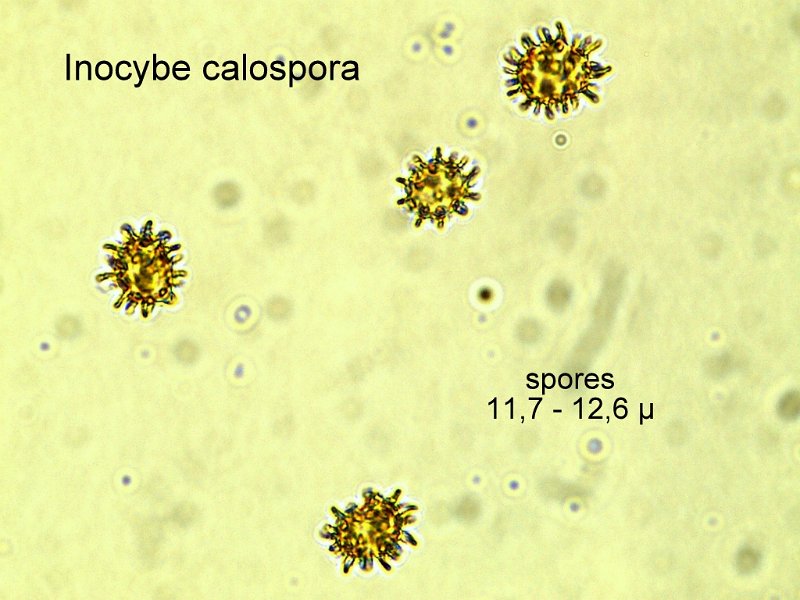 Inocybe calospora-amf1001-Spores.jpg - Inocybe calospora ; Syn1: Astrosporina calospora ; Syn2: Inocybe sublimbata ; Non français: Inocybe à jolies spores 